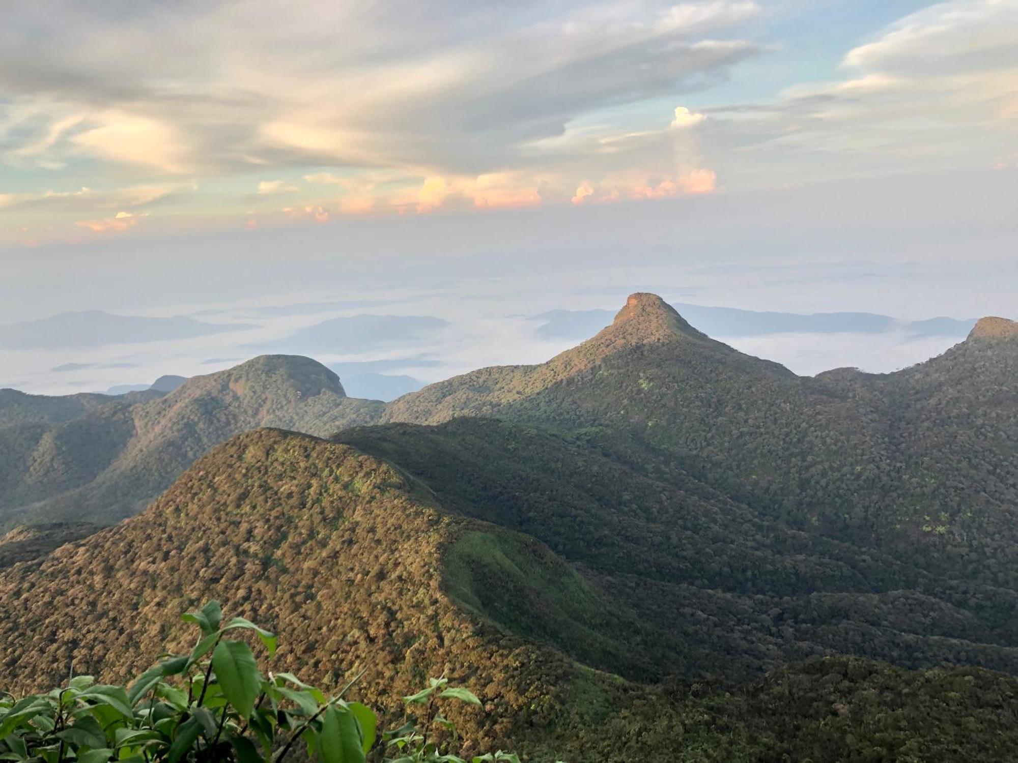 Hotel Mango Tree Nearest Adam'S Peak ナラタニヤ エクステリア 写真